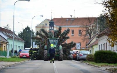 Stavění vánočního stromu